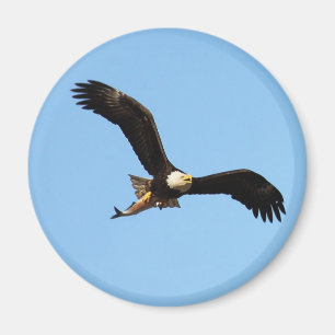 Bald Eagle met vis Magneet