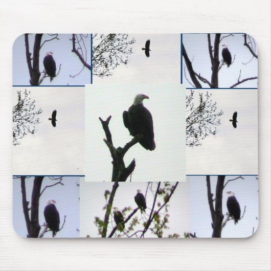 Bald eagle Montage Muismat (Voorkant)
