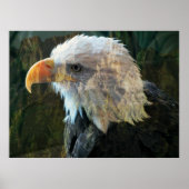 Bald Eagle Mountain Poster (Voorkant)