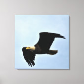 Bald Eagle Natuur Portret Canvas Afdruk (Voorkant)