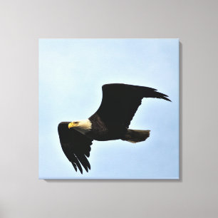 Bald Eagle Natuur Portret Canvas Afdruk