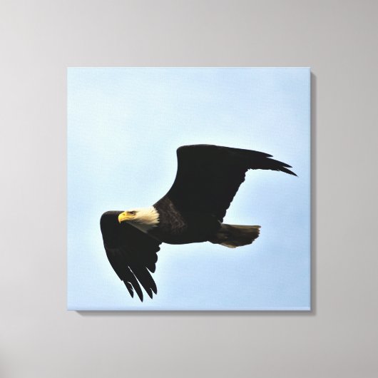 Bald Eagle Natuur Portret Canvas Afdruk (Voorkant)