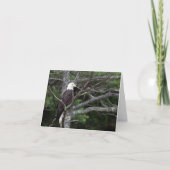 Bald Eagle Note Card Kaart (Voorkant)