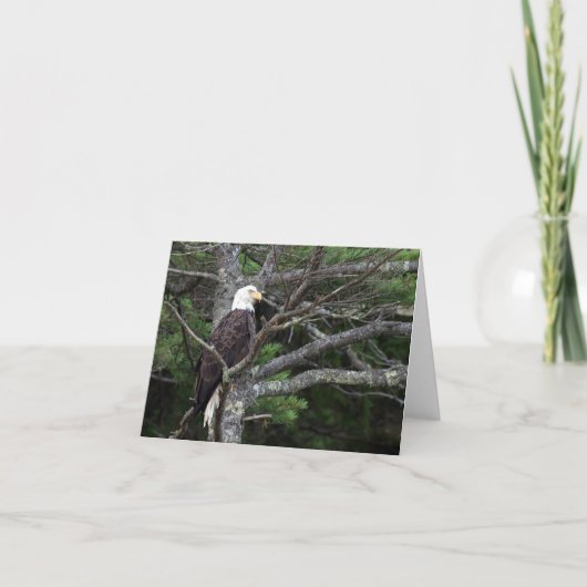 Bald Eagle Note Card Kaart (Voorkant)