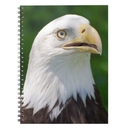 Bald Eagle Notitieboek (Voorkant)