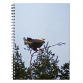 Bald Eagle Notitieboek (Voorkant)