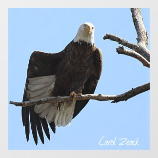 Bald Eagle of Columbiana Ohio Raamsticker