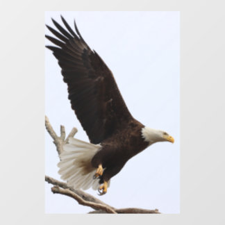 Bald Eagle of Columbiana, Ohio Raamsticker