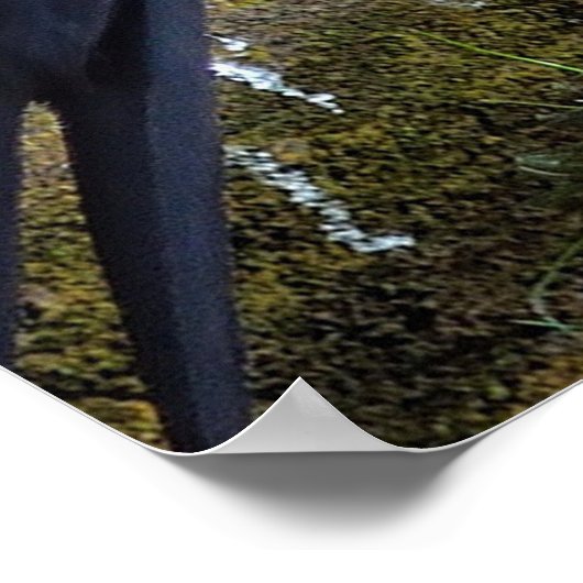 Bald Eagle on a Rope poster (Hoek)