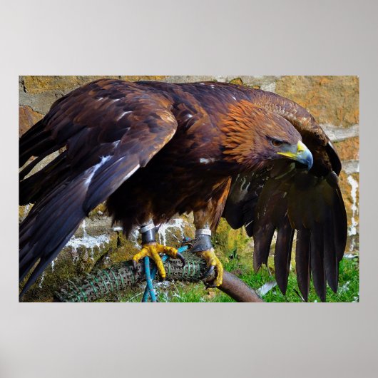 Bald Eagle on a Rope poster (Voorkant)