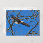 Bald Eagle on Blue Briefkaart (Voorkant / Achterkant)