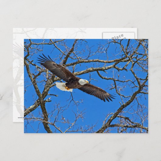 Bald Eagle on Blue Briefkaart (Voorkant / Achterkant)