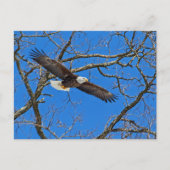 Bald Eagle on Blue Briefkaart (Voorkant)