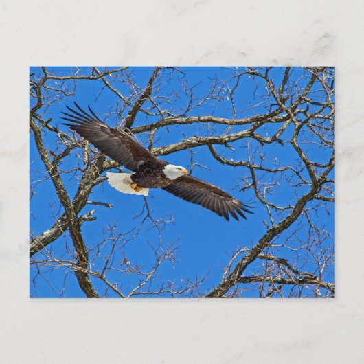 Bald Eagle on Blue Briefkaart (Voorkant)