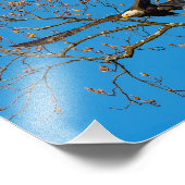 Bald Eagle on Blue Foto Afdruk (Hoek)