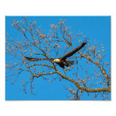 Bald Eagle on Blue Foto Afdruk (Voorkant)