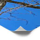 Bald Eagle on Blue Poster (Hoek)
