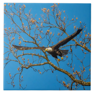 Bald Eagle on Blue Tegeltje
