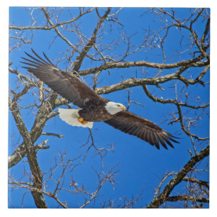 Bald Eagle on Blue Tegeltje