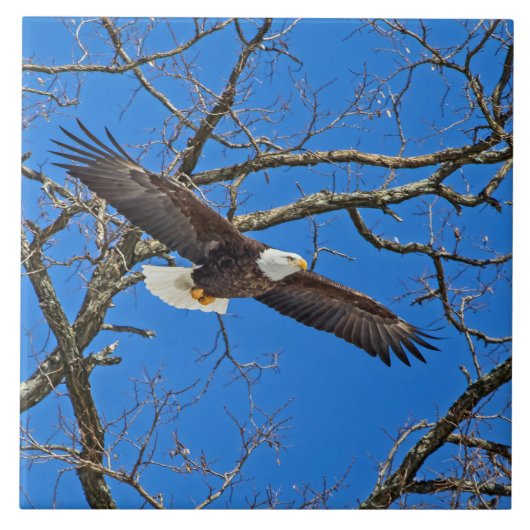 Bald Eagle on Blue Tegeltje (Voorkant)