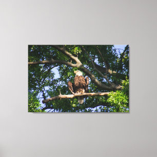 Bald Eagle on Branch Portrait Canvas Afdruk