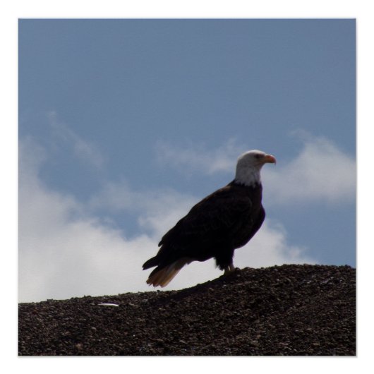 Bald Eagle on High Ground Glossy Poster (Voorkant)