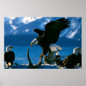 Bald Eagle on log poster (Voorkant)