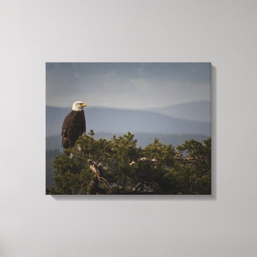 Bald Eagle on Tree Top Wrapped Canvas Afdruk (Voorkant)
