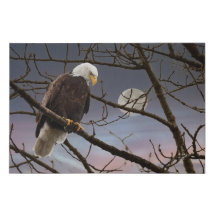 Bald Eagle onder volle maan