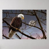 Bald Eagle onder volle maan Poster (Voorkant)