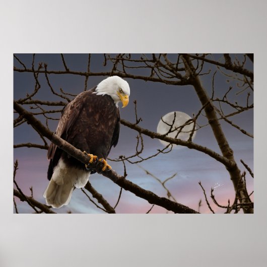 Bald Eagle onder volle maan Poster (Voorkant)