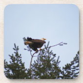 Bald Eagle Onderzetter (Voorkant)
