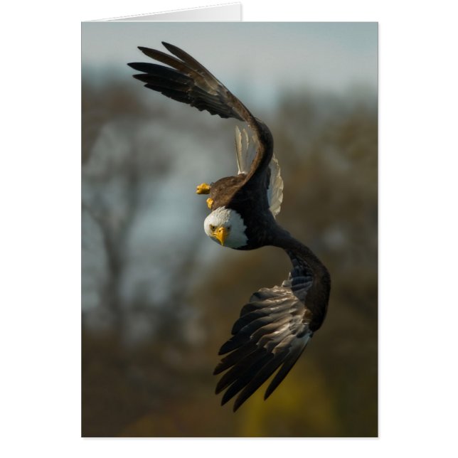 Bald Eagle op de Hunt (Voorkant)