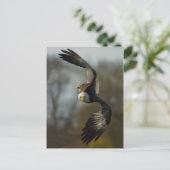 Bald Eagle op de Hunt Briefkaart (Staand voorkant)