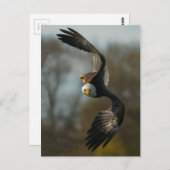 Bald Eagle op de Hunt Briefkaart (Voorkant / Achterkant)