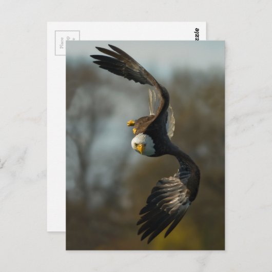 Bald Eagle op de Hunt Briefkaart (Voorkant / Achterkant)