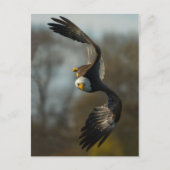 Bald Eagle op de Hunt Briefkaart (Voorkant)