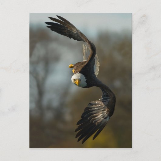 Bald Eagle op de Hunt Briefkaart (Voorkant)
