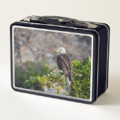 Bald Eagle op de rots (Achterkant)