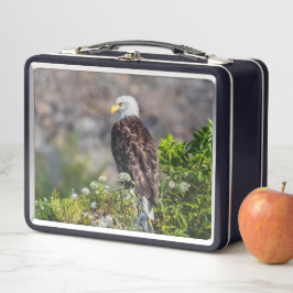 Bald Eagle op de rots