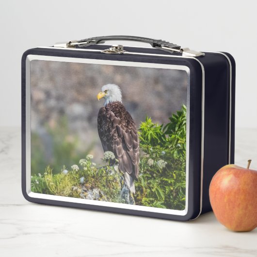 Bald Eagle op de rots (In situ)