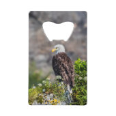 Bald Eagle op de rots Creditkaart Flessenopener (Voorkant)