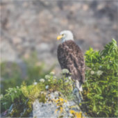 Bald Eagle op de rots Sticker (Voorkant)