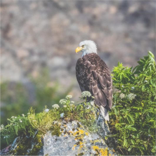 Bald Eagle op de rots Sticker (Voorkant)