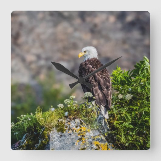 Bald Eagle op de rots Vierkante Klok (Voorkant)