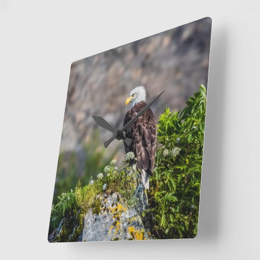 Bald Eagle op de rots Vierkante Klok (Hoek)