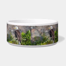 Bald Eagle op de rots Voerbakje