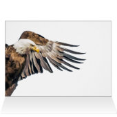 Bald Eagle op de Wing (Binnen Horizontaal (Boven))