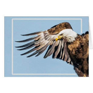 Bald Eagle op de Wing