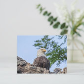 Bald Eagle op een boomtak Briefkaart (Staand voorkant)